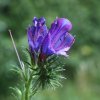 Echium rosulatum